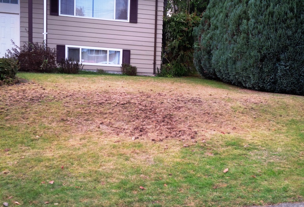 This is what chafer beetle destruction looks like.